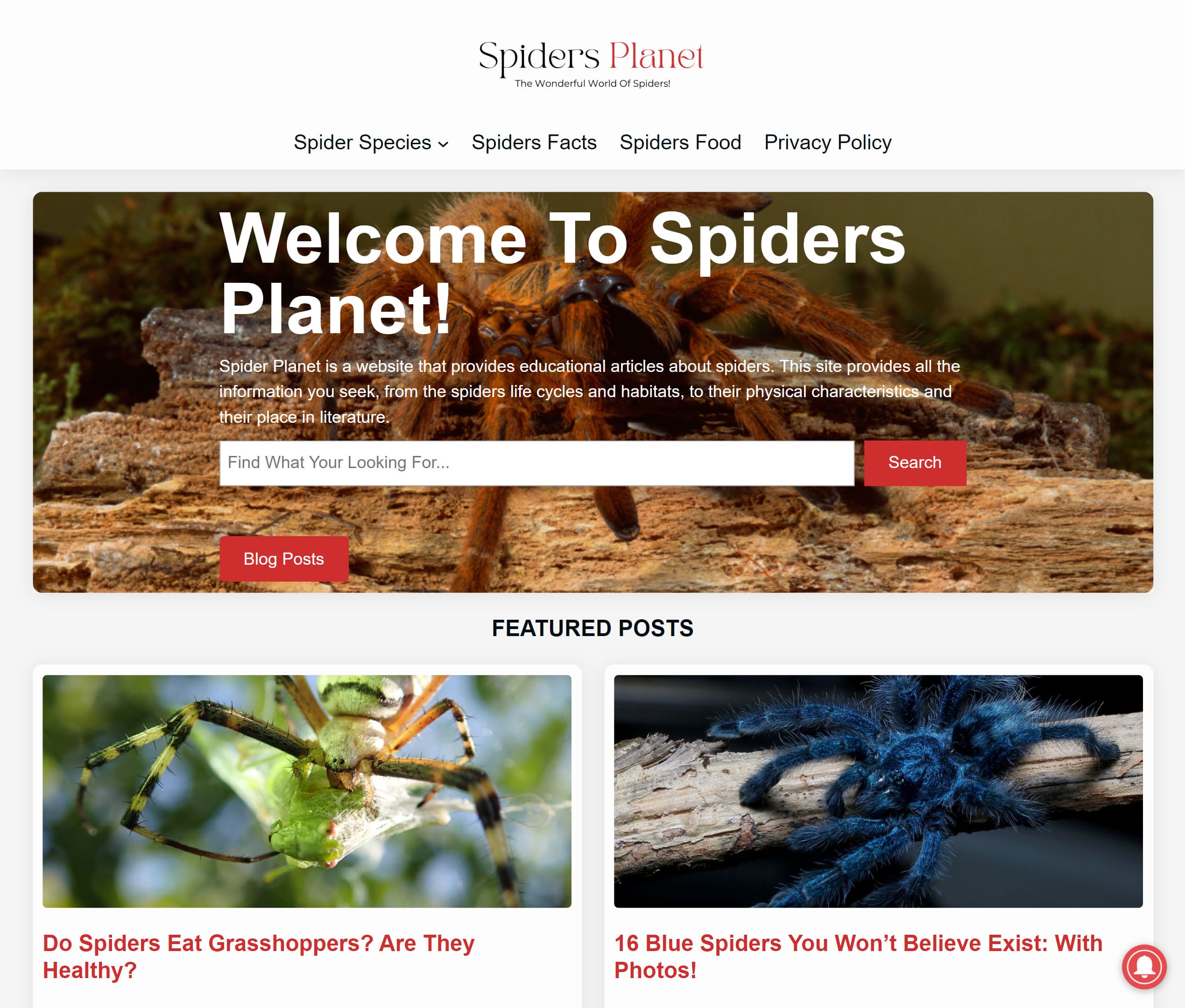 Spiders Planet Website portfolio